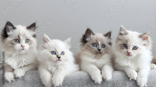 Four cute fluffy kittens of the ragdoll breed photo