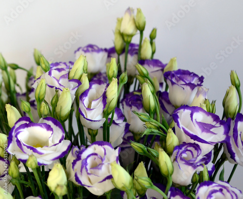 White and purple lisianthus. White and purple eustoma bouquet. photo