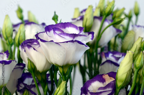 White and purple lisianthus. White and purple eustoma bouquet. photo