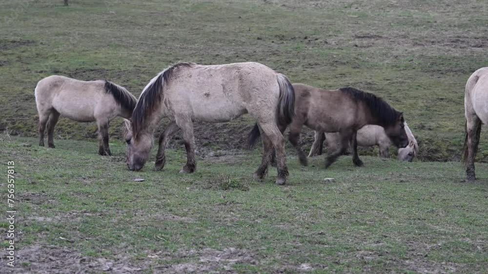 Exmoor-Ponys und Konik Pferde - Wildpferde 