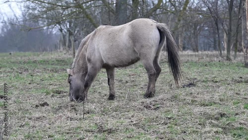 Exmoor-Ponys und Konik Pferde - Wildpferde  photo