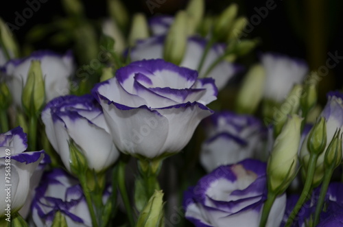 White and purple lisianthus. White and purple eustoma bouquet. photo