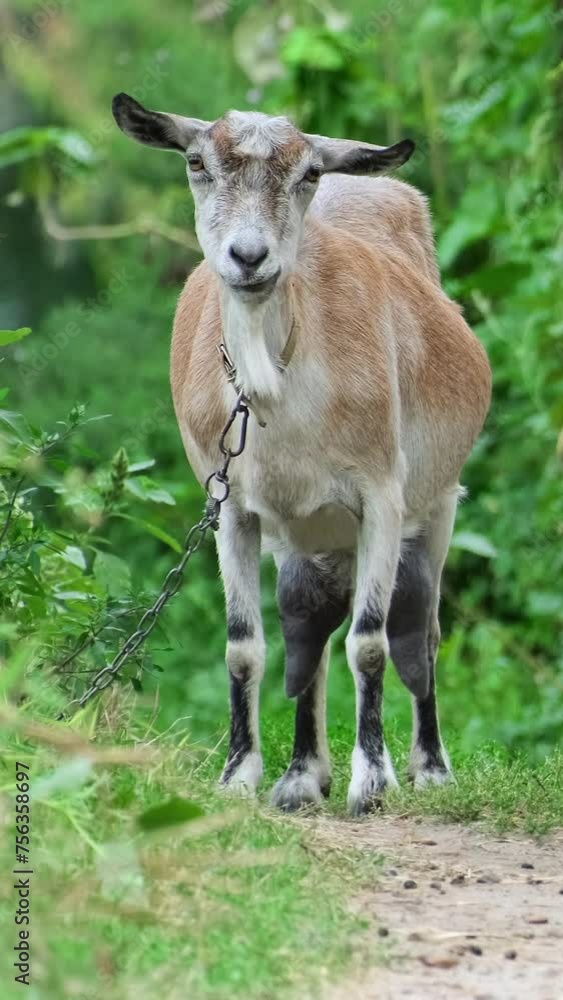 Goat eating grass on a field at village countryside. Funny white goat on chain grazing on a pasture on road outdoors in summer day. Vertical video Goat eating grass on a field at village countryside. Funny white goat on chain grazing on a pasture on road outdoors in summer day. Vertical video