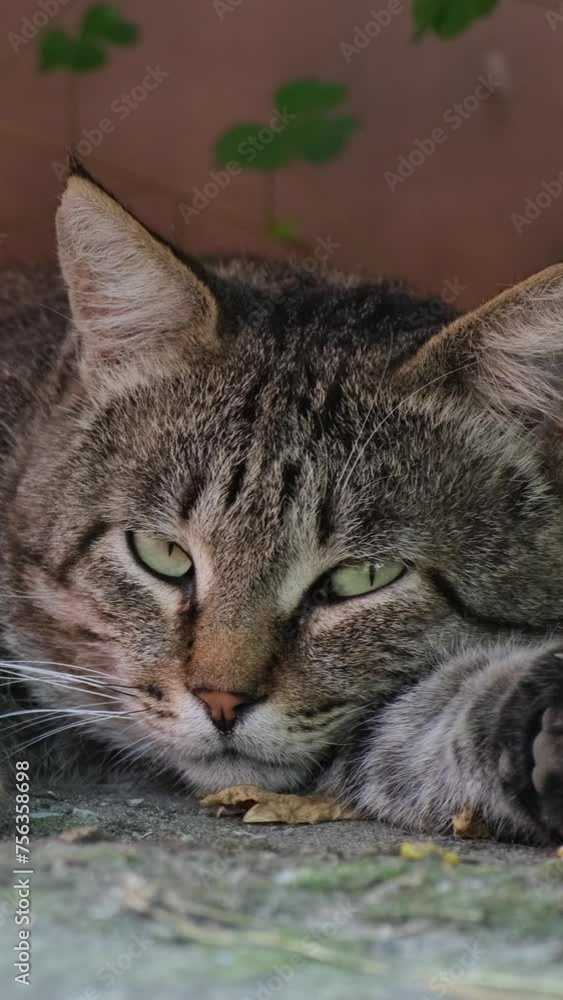 Sleepy cat. Grey-brown striped cat is lying and sleeping. Vertical video Sleepy cat. Grey-brown striped cat is lying and sleeping. Vertical video