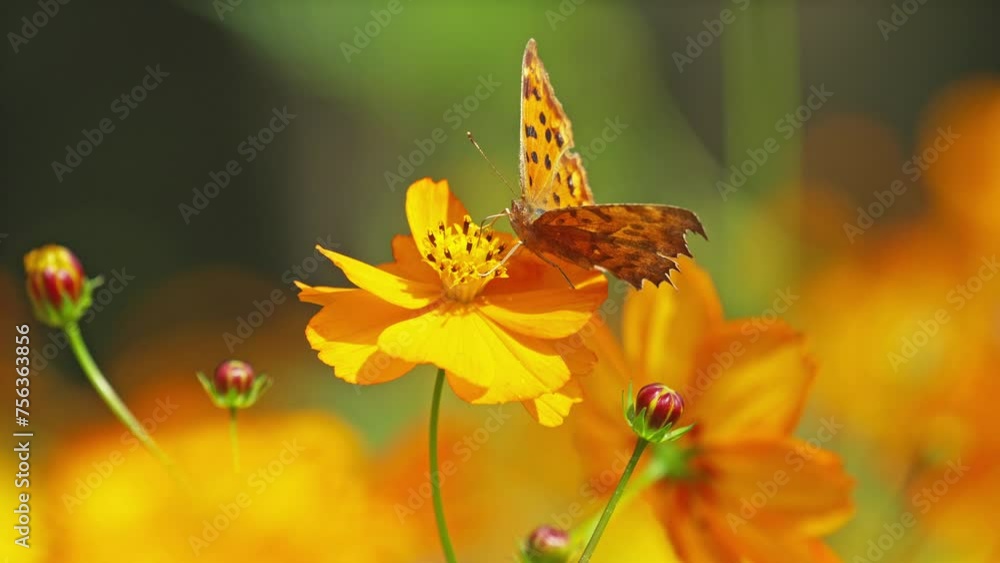 Golden Spotted Butterfly On Bloom Of Yellow Flower In Meadow. Golden Spotted Butterfly On Bloom Of Yellow Flower In Meadow.