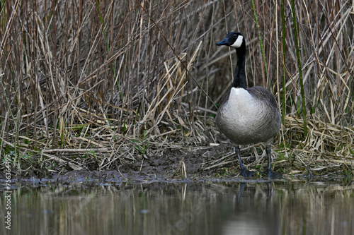 Kanadagans // Canada goose (Branta canadensis) 