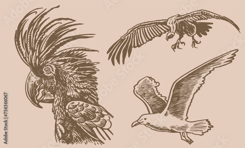 Graphical set of parrot, sea gull and vulture on sepia ,vector element of bird,ornithology	
