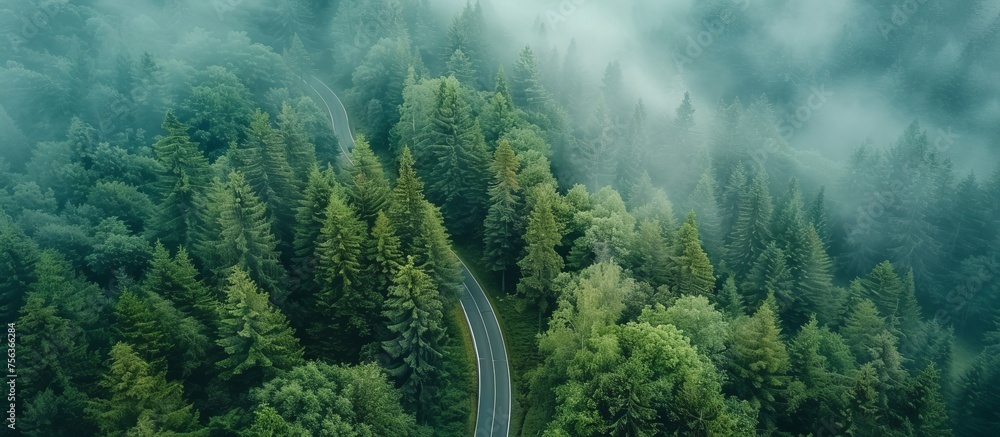 Top down view of a secluded pine woodland road. Aerial Photography with a drone, natural forest