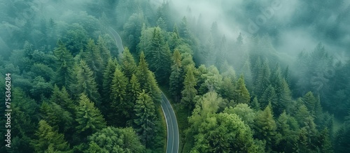 Top down view of a secluded pine woodland road. Aerial Photography with a drone, natural forest © saichon