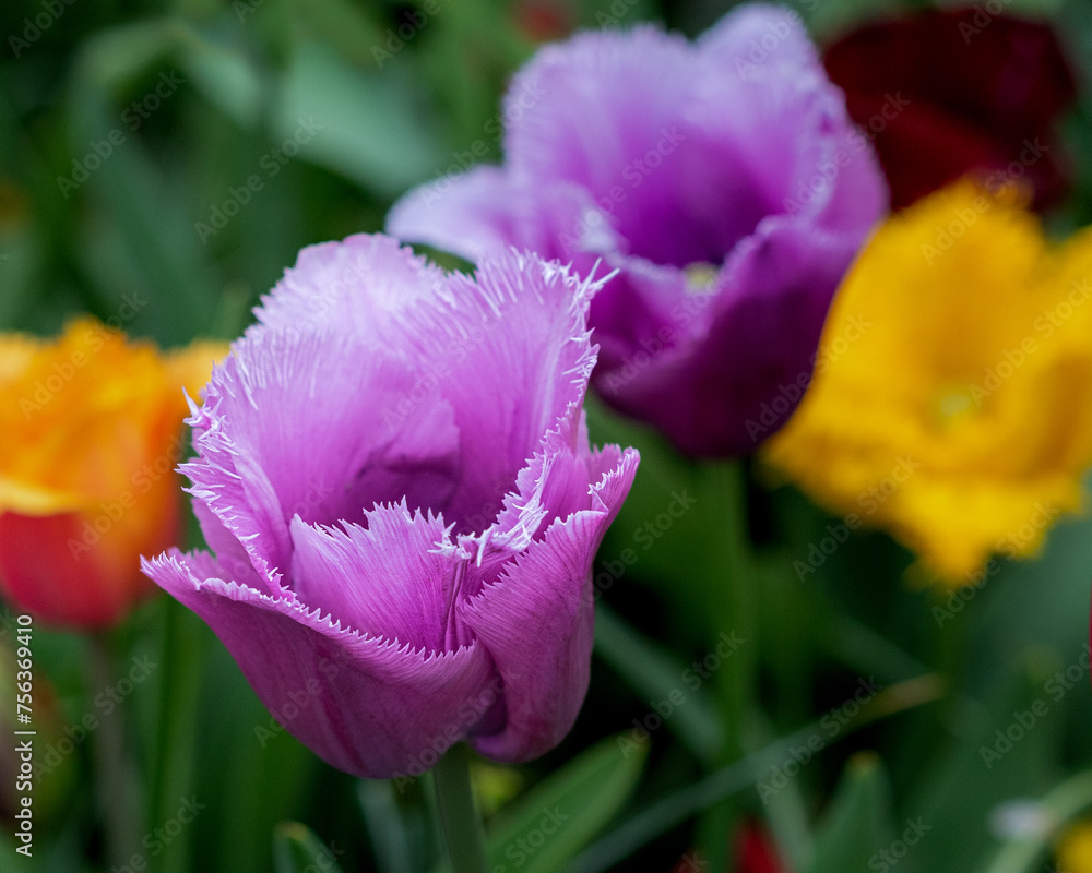 Naklejka premium Tulips in Holland, White with a nice blurry bokeh