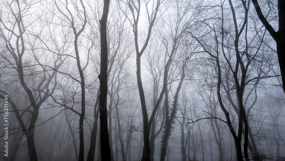 Fog in a Dark Forest. Dark Creepy Forest. Leafless Winter Trees. Halloween Woods. Black Silhouette of Leafless Tree Crowns. Winter Landscape Without People. Black Trees on a Foggy Background. Fog in a Dark Forest. Dark Creepy Forest. Leafless Winter Trees. Halloween Woods. Black Silhouette of Leafless Tree Crowns. Winter Landscape Without People. Black Trees on a Foggy Background.