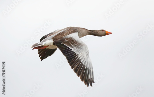 A greylag goose  anser anser  in flight against a light coloured sky. 