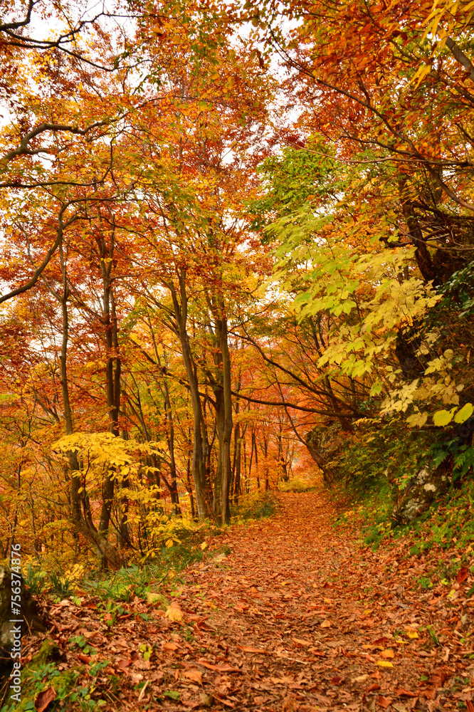 Fototapeta premium 紅葉真っ只中の裏巻機の登山道