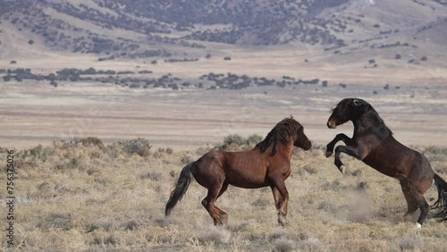 Wild horses fighting with each other in the Utah desert in the North Onaqui herd.