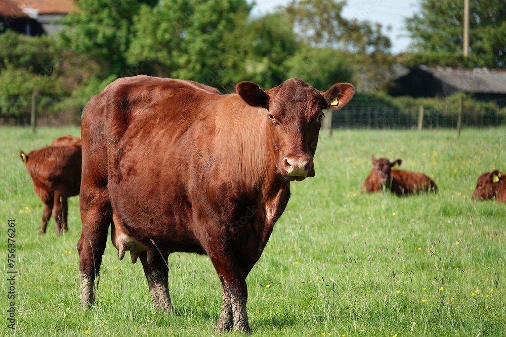An adult cow standing in a field on a British farm in summer and looking towards the camera. An adult cow standing in a field on a British farm in summer and looking towards the camera.