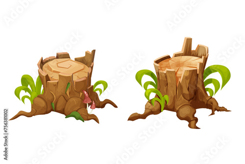 Wooden stump forest tree trunk with roots, grass mushrooms and moss, cut section isolated. Plant detailed. 