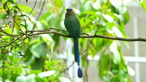 Amazonian motmot (Momotus momota) with beautiful long tail, perched on tree branch in its natural habitat, wondering around its surrounding environment, close up shot. photo