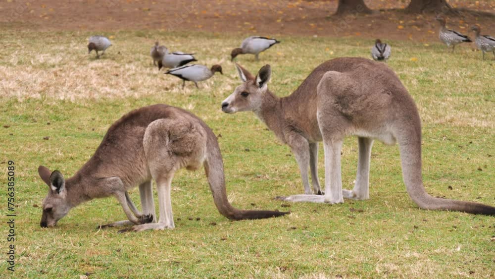 Red kangaroos grazing in a grassland field - ducks in the background Red kangaroos grazing in a grassland field - ducks in the background