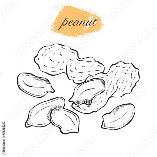 peanuts freehand drawing