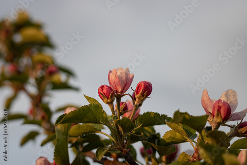 blossoming apple trees in the garden. close-up of blossoming apple tree. apple orchard in spring