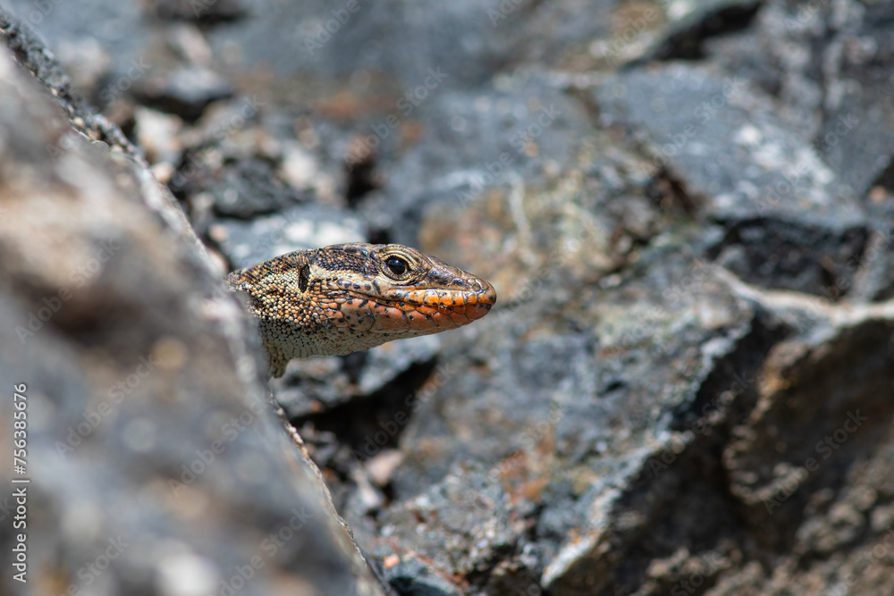 Anatololacerta danfordi is an endemic lizard species that lives in stony and rocky areas near water in southern Turkey. Anatololacerta danfordi is an endemic lizard species that lives in stony and rocky areas near water in southern Turkey.