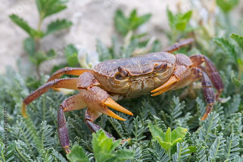 A species of crab in the grass by the stream. Antalya, Turkey. © TAMER YILMAZ