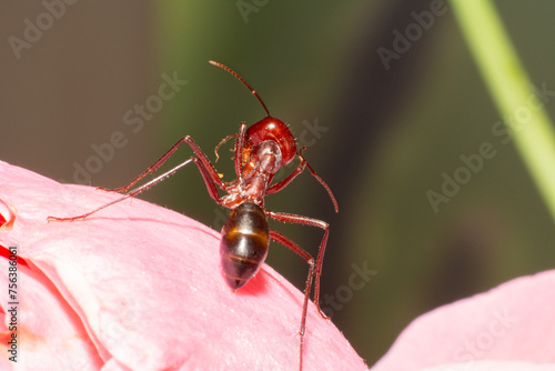 Red coloured ant on pink flower.