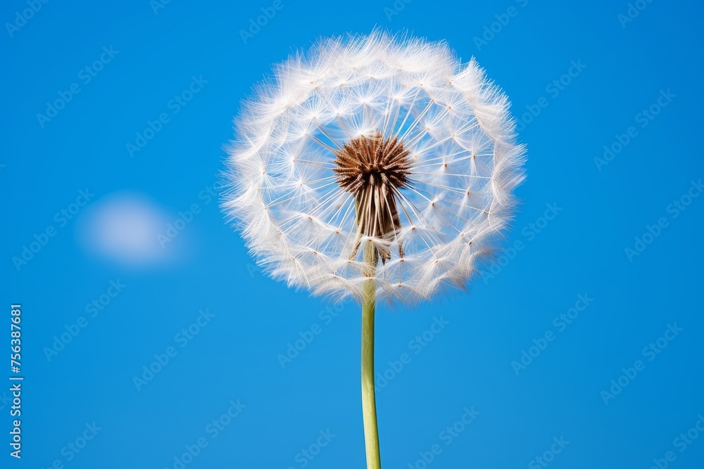 Dandelion flower with seeds on blue sky background