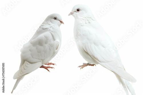 two different white birds are shown on a white background
