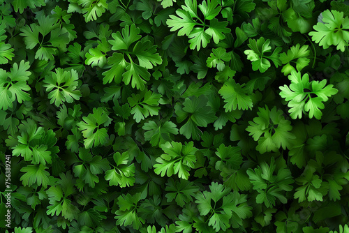 Vibrant background with dense growth of fresh parsley leaves fills the entire frame. Detailed close-up of lush green leaves, showcasing the intricate patterns and textures of the foliage