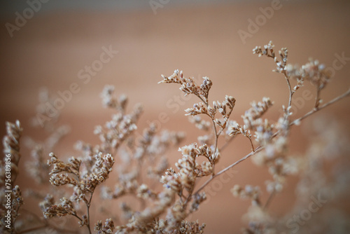 Dried tiny flowers on warm room  background