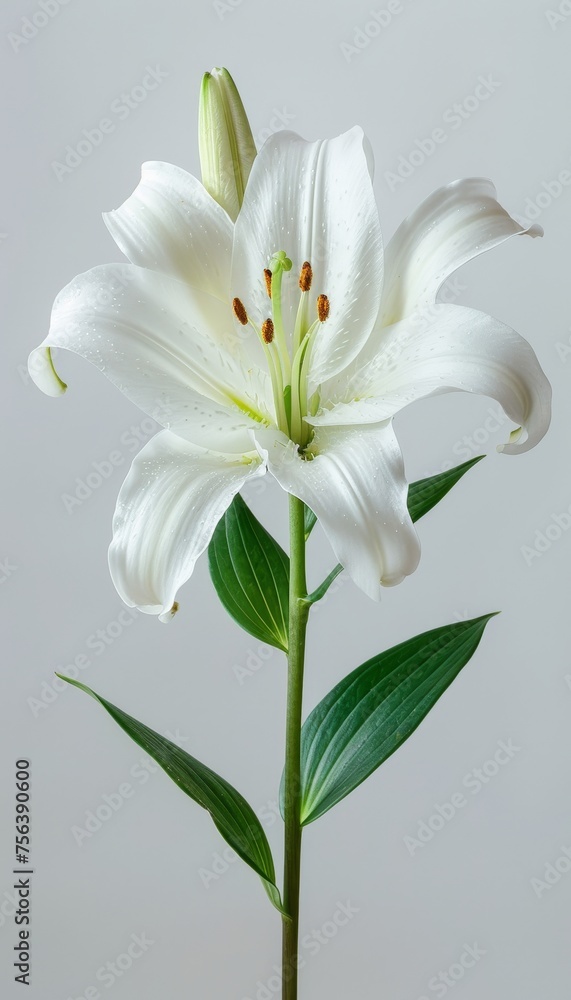 Funeral lily on white background with generous space for text placement and design customization Funeral lily on white background with generous space for text placement and design customization