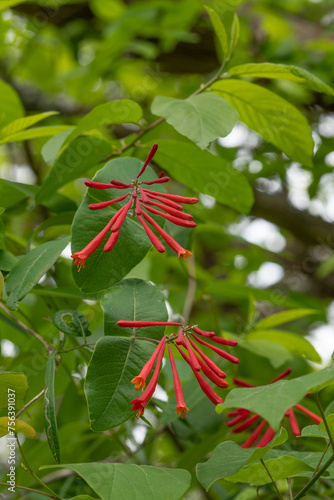 A Coral Honeysuckle Vine, Lonicera sempervirens, with bright red flowers and leaves is shown climbing up a tree in the wild. visible. photo