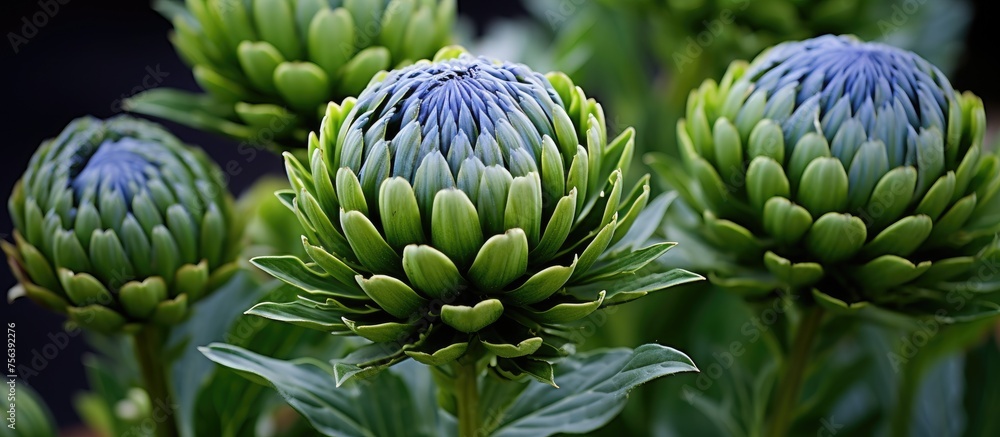 A cluster of green flowers with a vibrant blue center is blooming on a terrestrial plant by the window. The beautiful colors resemble a piece of art in natures garden A cluster of green flowers with a vibrant blue center is blooming on a terrestrial plant by the window. The beautiful colors resemble a piece of art in natures garden