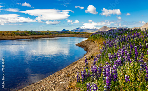 Iceland panorama with blue sky mirrored in a lake near the coast of Snæfellsnes peninsula. Remote wild scenery with blooming colorful lupine flowers on meadow in midsummer. Pristine landscape. 