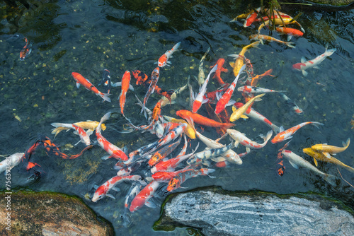 Colorful carp swimming in the water of Japanese lake.
