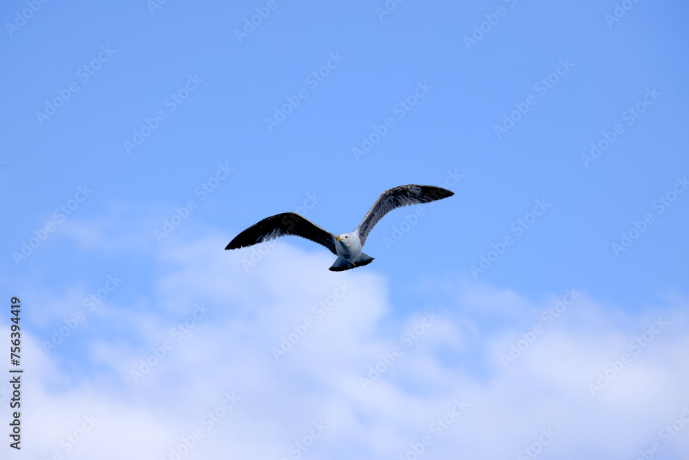 seagulls in flight with blue sky and some clouds seagulls in flight with blue sky and some clouds