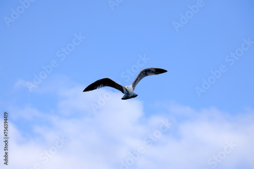 seagulls in flight with blue sky and some clouds