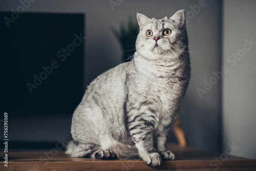 Fluffy british gray cat sitting on the table. Beautiful purebred long haired kitty on the hardwood floor in living room. Close up, copy space, white wall background..