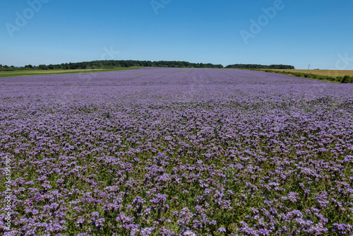 Purple phacelia field in early summer. photo