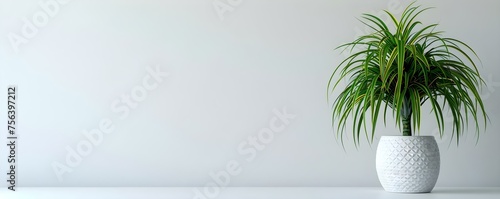 Ponytail Palm in a White Pot Against a White Background. Concept Indoor Plants, Home Decor, Minimalist Design, Greenery, Plant Care