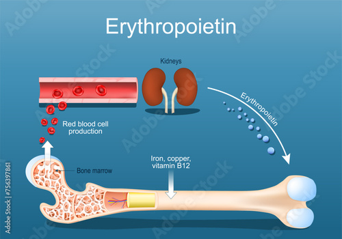 Erythropoietin. Erythropoiesis in the bone marrow.