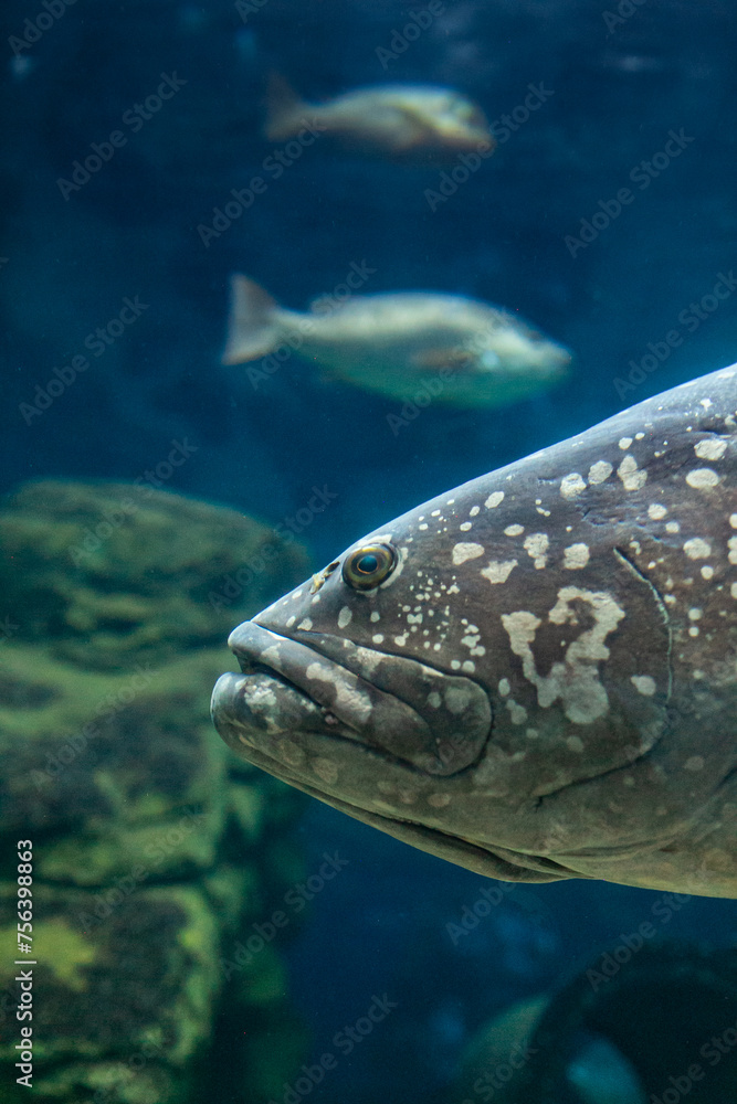 Fototapeta premium fish in aquarium