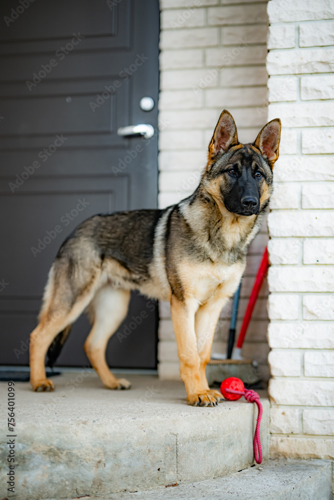 portrait of a german shepherd dog portrait of a german shepherd dog