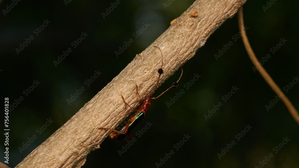 Insect known as guitar eater perched on a brown branch (Compsocerus violaceus) Insect known as guitar eater perched on a brown branch (Compsocerus violaceus)