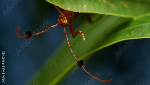 Insect known as guitar eater perched on a green leaf (Compsocerus violaceus)