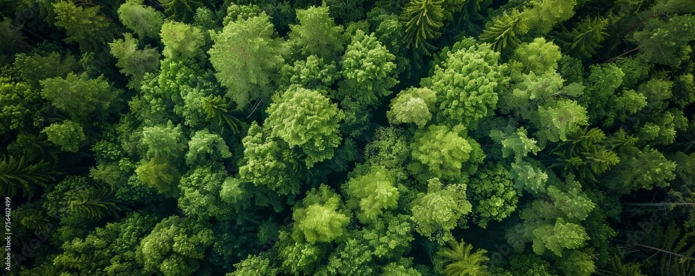 A lush green forest with many trees. Concept of peace and tranquility, as well as the beauty of nature. top view.