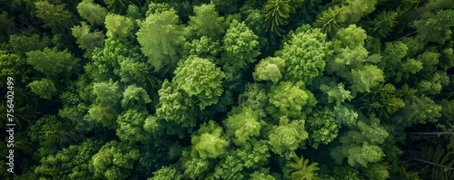 A lush green forest with many trees. Concept of peace and tranquility  as well as the beauty of nature. top view.
