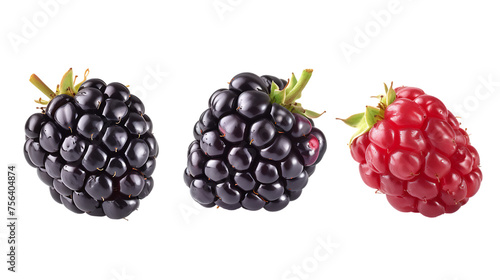 Ripe blackberry collection isolated on transparent background
