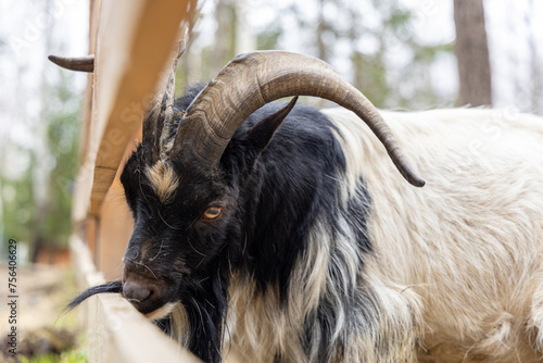 goat with big and curved horns outdoor.
